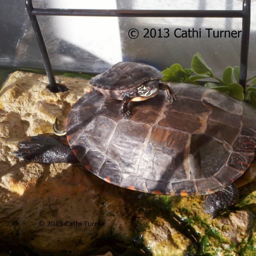 Nibbler on top of Chester's shell.  Nibbler is much bigger these days!