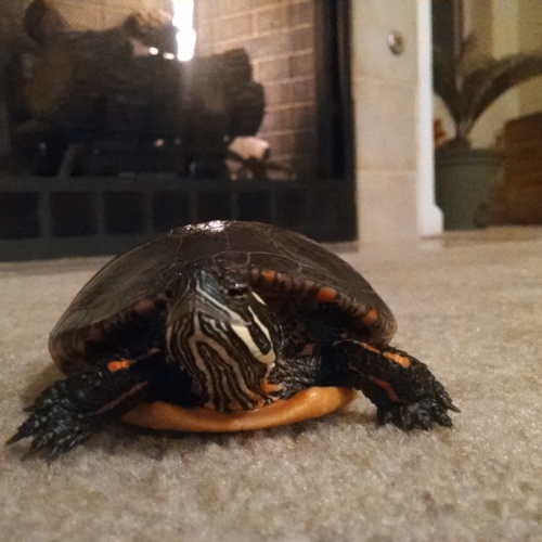 Nothing like hanging out by the fireplace during a chilly night