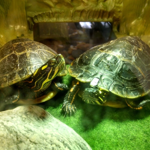 Chester and Nibbler enjoying a nice, warm basking spot