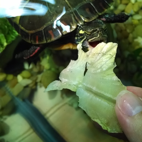 Snacking on some lettuce.  Yum!