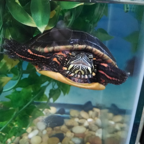 Hiding in her plants!