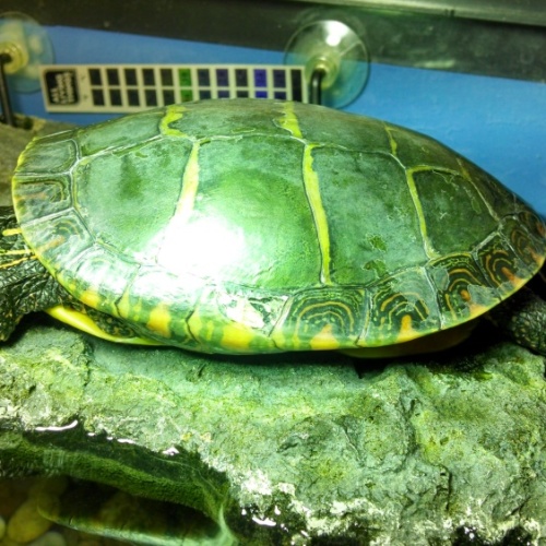 Chester loves napping in her sun lamp!