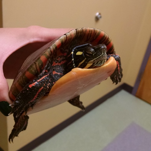 Checkup at the vet.