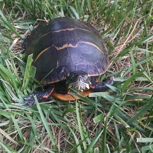 Taking a walk outside.  Natural sunlight is great for turtles!